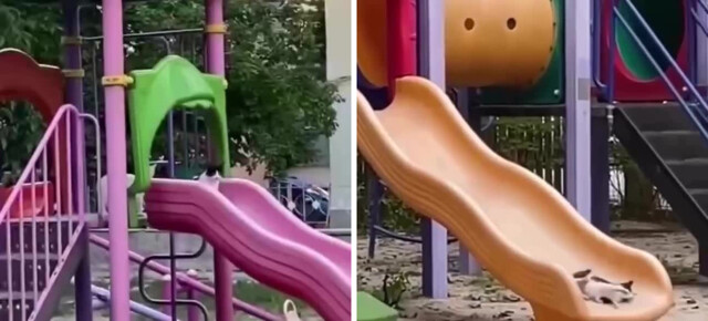 Когда в парке никого нет, маленький котёнок тайком катается с горки