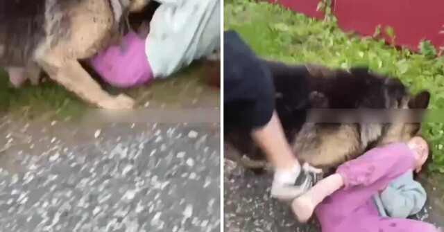 В Тюмени немецкая овчарка напала на ребёнка и чуть не растерзала его