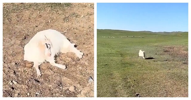 Рогатая любительница поспать