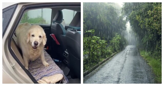 Собака, которая не любит выходить из машины во время дождя