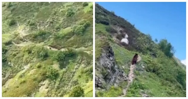Медведь сбежал от слишком эмоциональной туристки в горах на Ставрополье