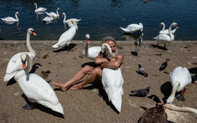 В Лондоне мужчине запретили посещать парк из-за чрезмерной любви к лебедям