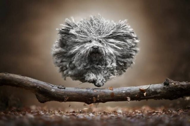 Намешалось