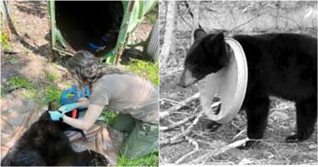 В Мичигане спасли медведя из «пластикового плена»