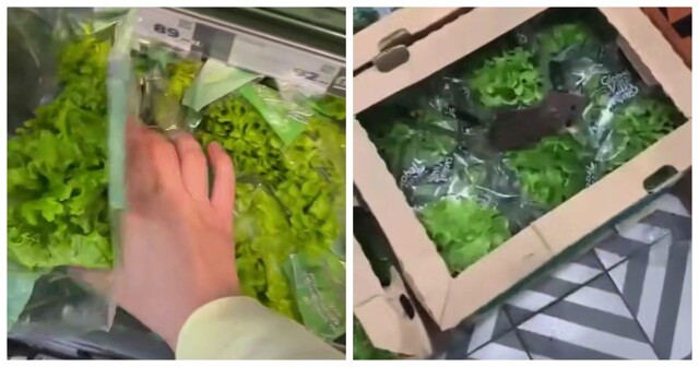 В «Пятёрочке» нашли мини-ферму грызунов — прямо в отделе с зеленью