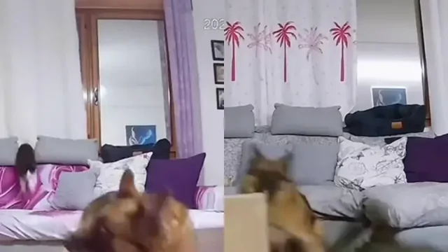На видео сняли, как собака выживает среди пушистых балбесов