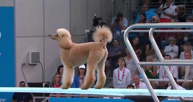 Как могли бы выглядеть соревнования по прыжкам в воду среди собак