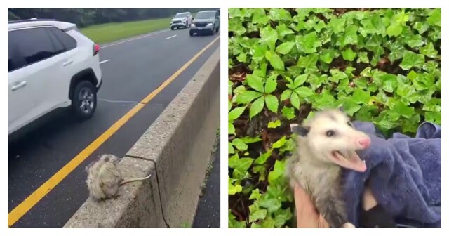 Мужчина пришёл на помощь опоссуму