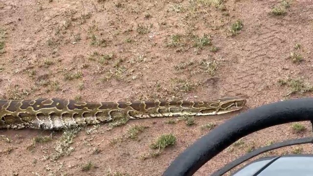 Крупный питон проглотил импалу