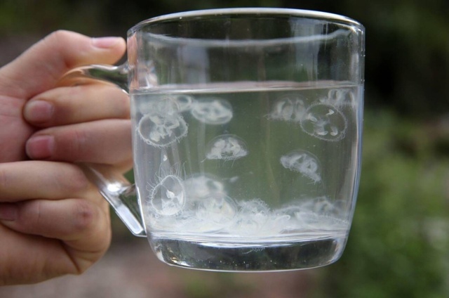 Летнее нашествие медуз на Волге и других реках России