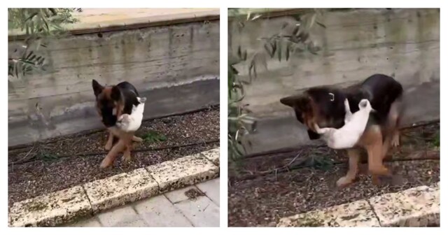 Пёс подцепил гигантского пушистого клеща