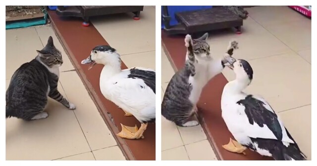 Кошка против утки: забавный поединок двух питомцев