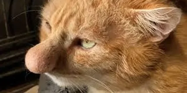 Кот с самым большим носом