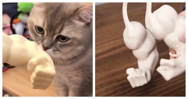 Парень сделал из своего кота настоящего качка