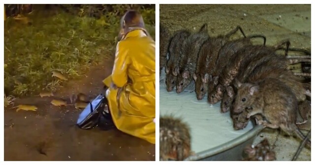 Королева крыс