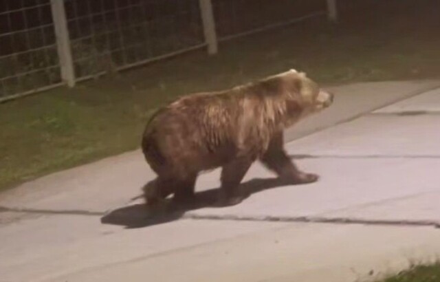 На Сахалине медведь прогулялся по городу и попал на видео