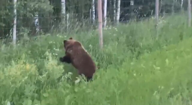 Инспекторы ДПС помогли напуганному медведю вернуться в лес