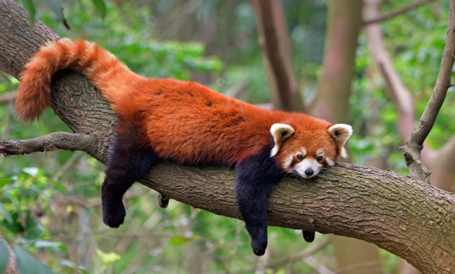 В Китае красных панд использовали в качестве будильника в отеле