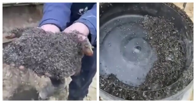 Вахтовики газовой компании столкнулись с нашествием комаров