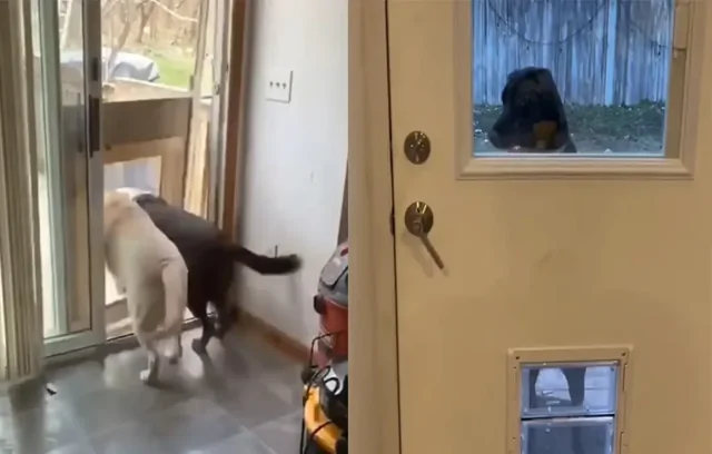 Реакция псов на двери для животных