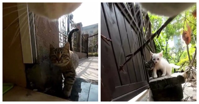 Жизнь кота от первого лица