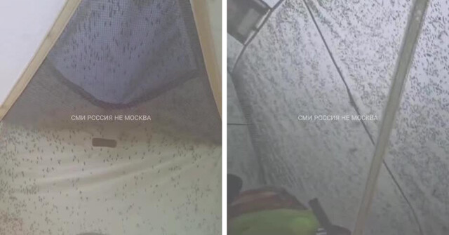 Девушка показала сколько комаров может уместиться в одной палатке