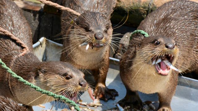 Что значит ловить рыбу на выдру?