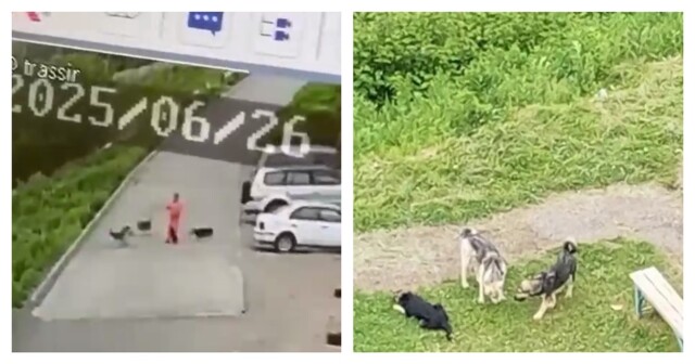 Нападение собак на женщину с ребёнком