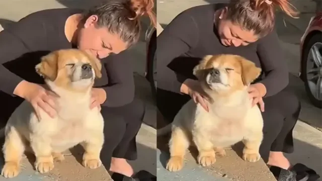 Щенок любит ездить в гости к бабушке