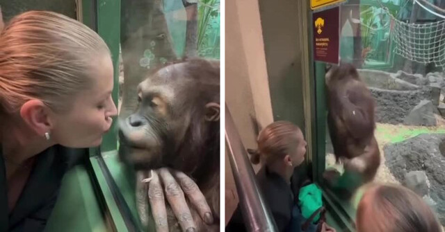 Девушка хотела поцеловать орангутана через стекло
