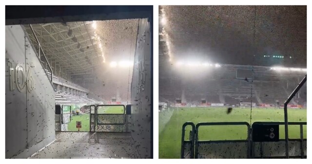 В Румынии миллионы ночных бабочек захватили стадионы