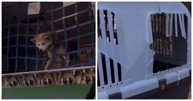 Пёс прогрыз стенку переноски и гулял по багажному отсеку самолета