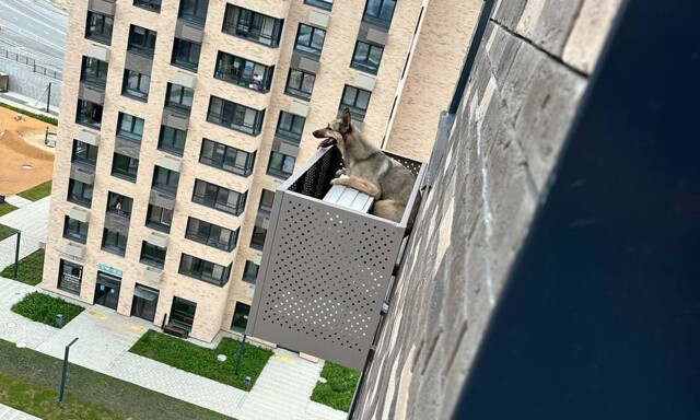 В Южно-Сахалинске спасли собаку, выпавшую из окна 12-го этажа