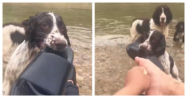 Пёс не захотел, чтобы хозяин надевал обувь