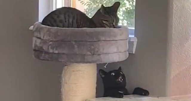 Разум чёрных котов находится за пределами человеческого понимания