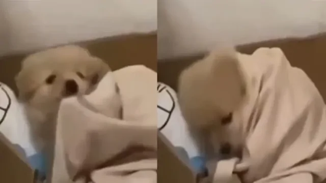 Щенок не захотел вставать со своей кровати