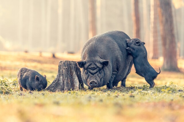 Разные животинки