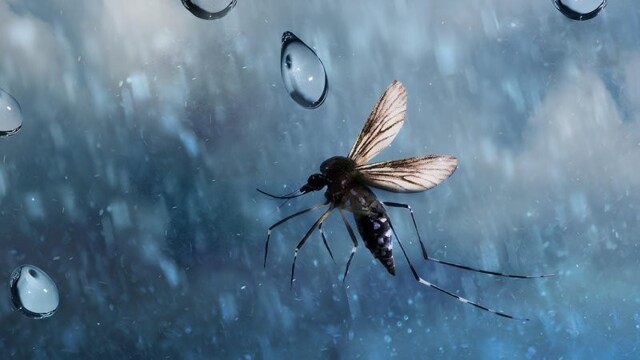 Почему капли дождя не убивают комаров?