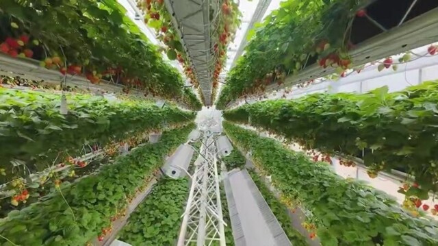 Большая роботизированная теплица