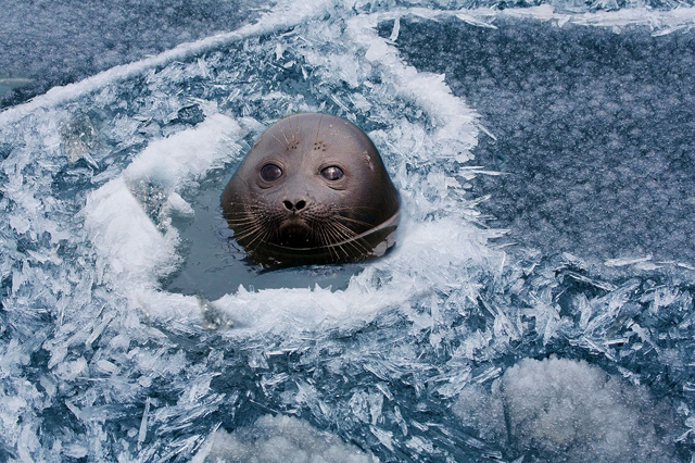 5 уникальных животных Байкала