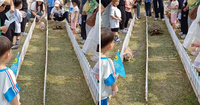 Забег кролика и черепахи