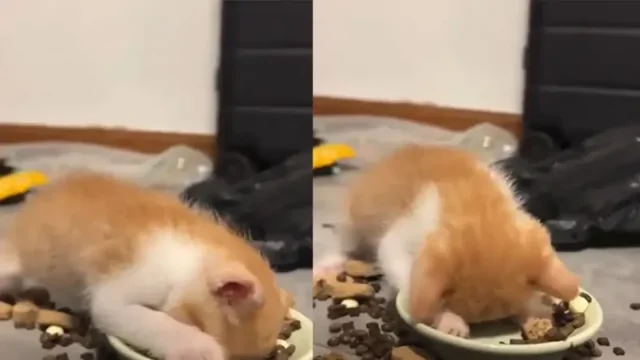 Котёнок с головой погрузился в миску с кормом