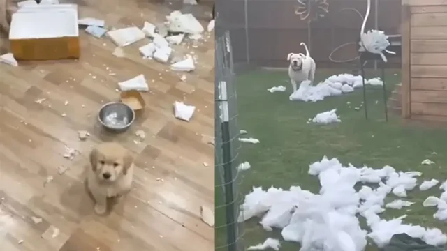 Некоторые собаки те ещё разрушители