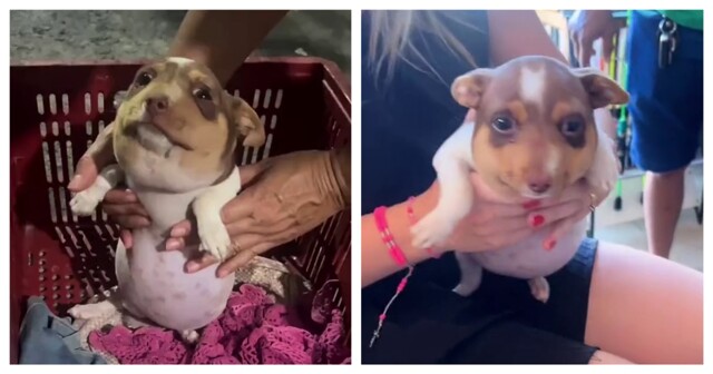 Щенок играл с пчёлами и проиграл