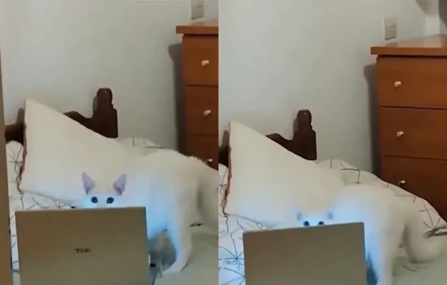 Очень занятой кот