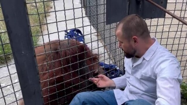 Ветеринар рассказал о самочувствии орангутана Даны, покурившей вейп