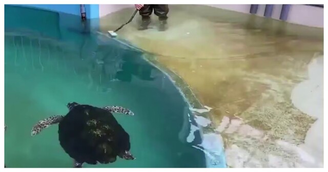 Интересный факт о черепахах