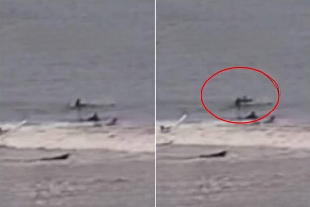 Акула сбила серфера с доски