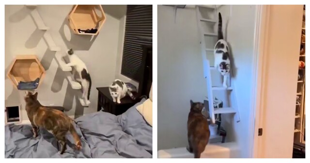 Любитель кошек «котифицировал» свой дом