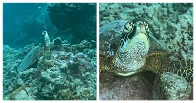 Черепаха спит под водой